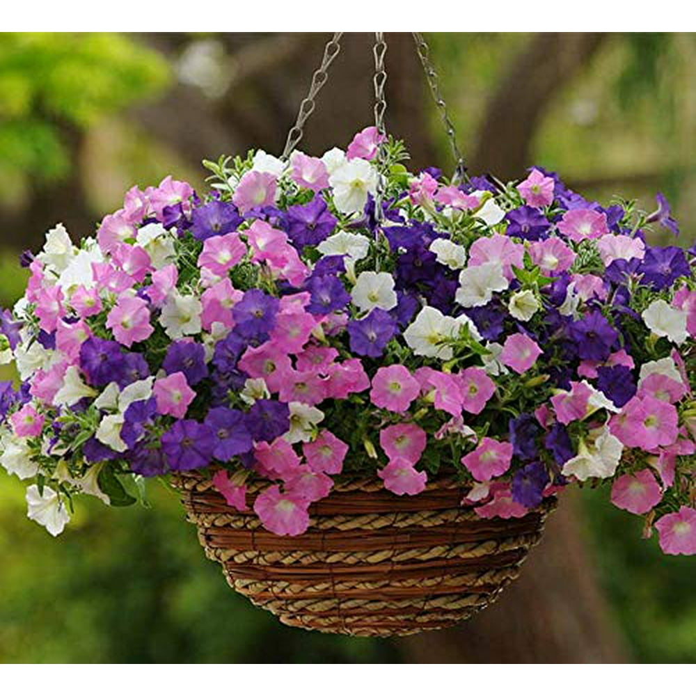 100+ Mixed Petunia Climbing Flower Seeds Plants Garden Bonsai Perennial ...