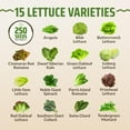 thumbnail image 2 of Rooted Acre 15ITSC&nbsp;Variety Lettuce & Salad Greens Seeds Pack - Heirloom 𝗡𝗢𝗡-𝗚𝗠𝗢 𝗨𝗦𝗔 Seeds for Hydroponic, Indoor & Outdoor Planting - Romaine, Arugula, Spinach, Kale & Butter Lettuce, 2 of 3