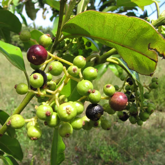 Allspice Tree Plant Live 8–10 Inch Tall, Pimenta Dioica Dormant Tree for Warm Outdoor or Container Growing