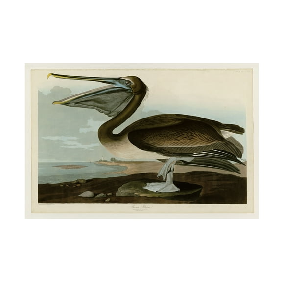 John James Audubon 'Brown Pelican' Canvas Art
