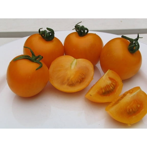 Sungold Tomato Plant - Super Sweet - 2.5" Pot