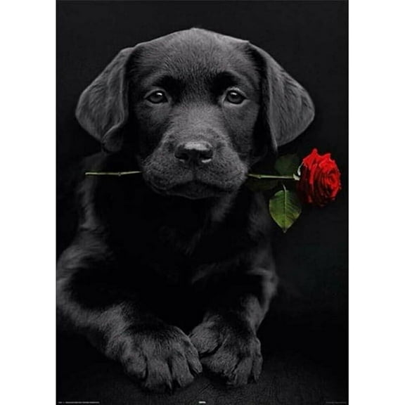 Syntego 5D DIY Diamond Painting Kit for Adults 40cm x 30cm (Black Labrador Puppy)