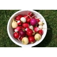 thumbnail image 1 of 500 Couleurs Assorties Oeuf de Pâques Radis Raphanus Sativus Graines de Légumes, 1 of 3