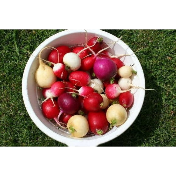 500 Mixed Colors EASTER EGG RADISH Raphanus Sativus Vegetable Seeds