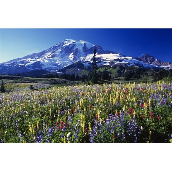 Field of Blooming Wildflowers in Paradise Park Valley View of Mount Rainier Mount Rainier National Park Poster Print by Natural Selection Craig Tuttle, 18 x 12