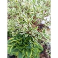 thumbnail image 4 of Cornouiller Silverleaf 2 gal, arbuste, 4 of 6