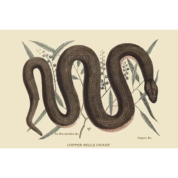 Copper Belly Snake-Fine Art Canvas Print (20" x 30")