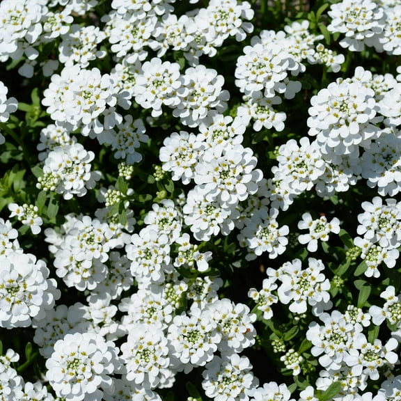 Candytuft Iberis Flower Garden Seeds - Dwarf Fairy Mixture - 1 Oz - Annual Flower Gardening Seeds - Iberis umbellata