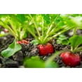 thumbnail image 4 of 2000 Seeds CRIMSON GIANT RADISH Raphanus Sativus Vegetable Seeds, 4 of 11