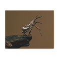 thumbnail image 1 of Funny Weevil Silly Weevil Scene Outside Wall Art Ready to Hang Unframed, 1 of 7