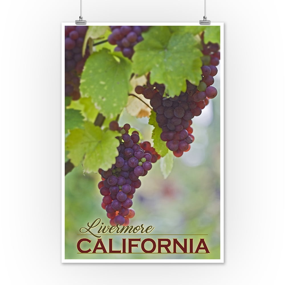 Livermore, California Wine Grape Harvest Lantern Press Photography