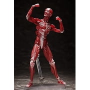 figma Human Model Non-scale ABS & PVC Pre-painted Movable Figure F51042