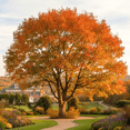 thumbnail image 4 of 2 Dormant Sassafras Tree Live Plants, Fragrant Red Leaves in Fall, Dormant Bareroot from 12-18 Inches Tall, 4 of 5