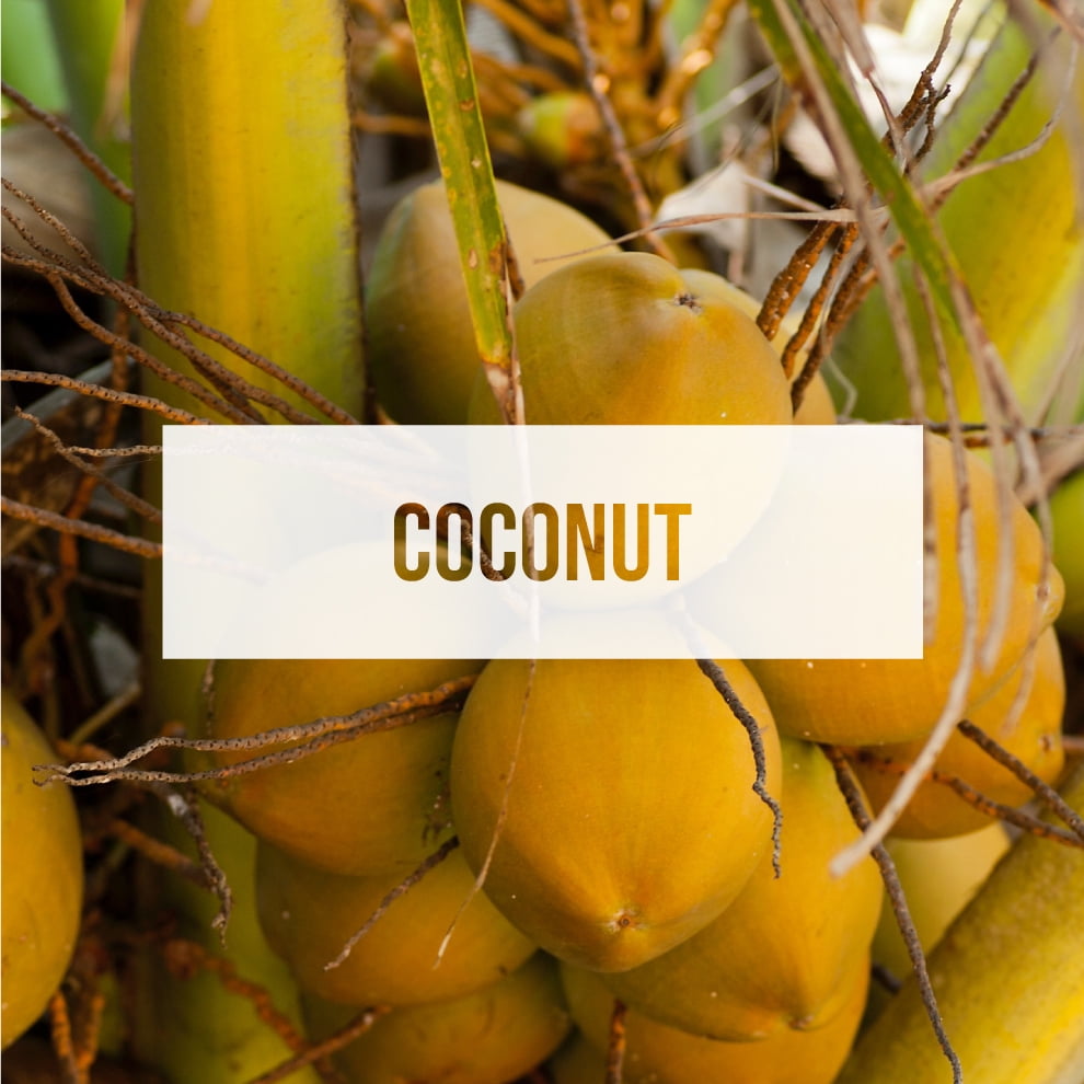 Exotica Car Air Freshener | Spill-proof Can | Organic | For Home & Auto | Long Lasting Freshness | (Pack of 12) (Coconut)