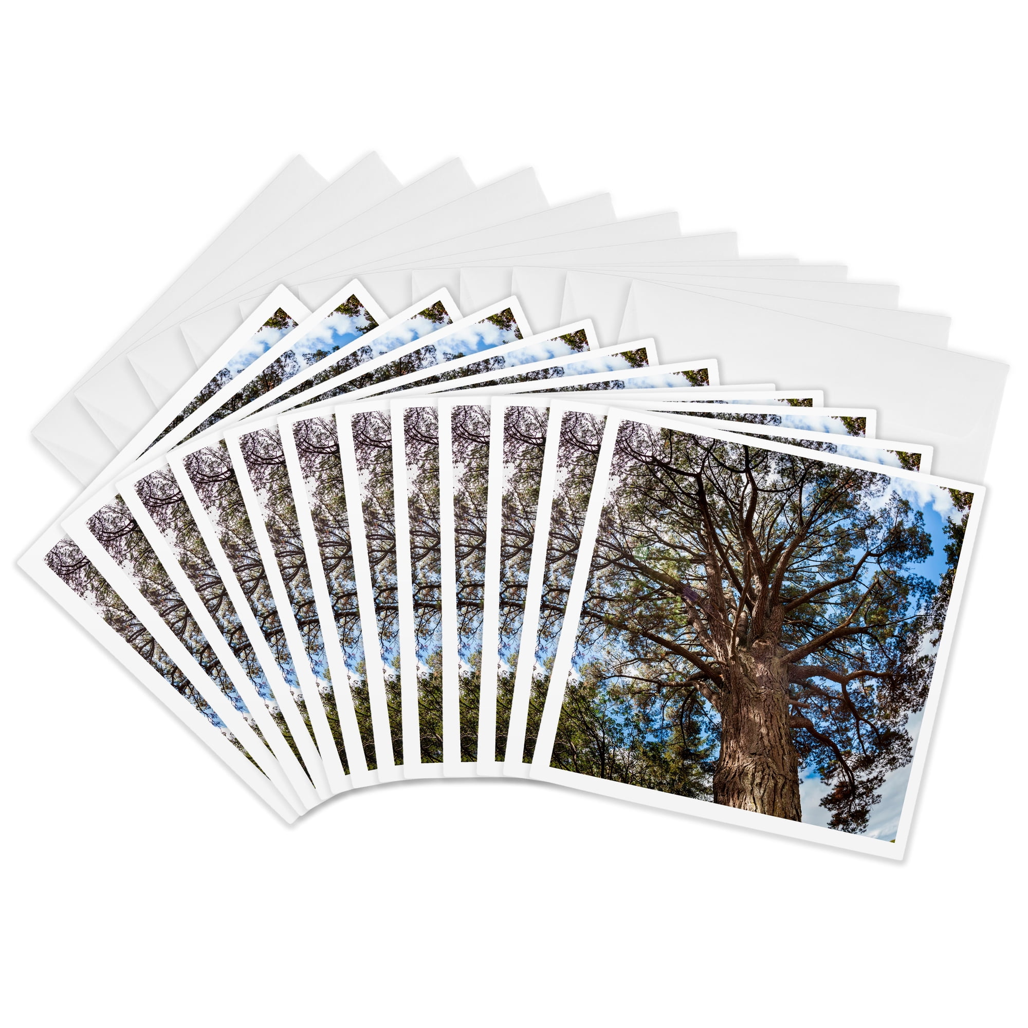 3drose, Ancient Pine Above Auckland, New Zealand, 12 Greeting Cards with Envelopes