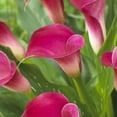 thumbnail image 2 of Van Zyverden Premium Callas Pink Jewel, 3 Bulbs, Pink, Partial Sun, Perennial, Flowering, 1lb, 2 of 8