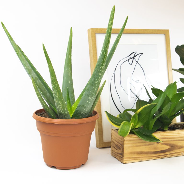 anthurium acaule Anthurium acaule (seedling) main image 0