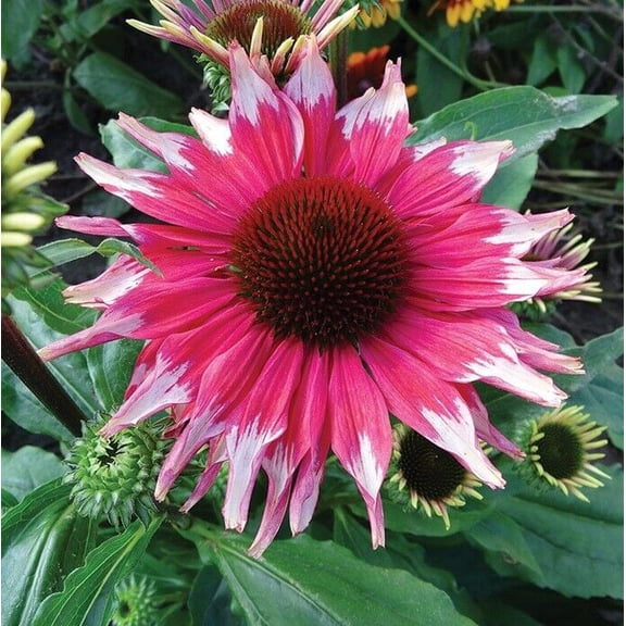 50 Pink & White Coneflower Seeds (Echinacea) – Perennial Bloom Flower Seeds for Pollinator Gardens – Heat & Drought Tolerant – 17