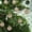 Green, variant on Up to 50% off! LSLJS Christmas Tree Ball for Xmas Tree, 15 Pcs 3.15" Shatterproof Fabric Ball Pendant Colorful Velvet Cloth Ball Xmas Tree Hanging Ball Bauble Sphere Christmas Decorations for Party