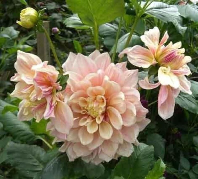 40 Seeds Dinnerplate Break Out Dahlia Seeds Pollinator Friendly Heirloom Flower Seeds Mix Seeds D032