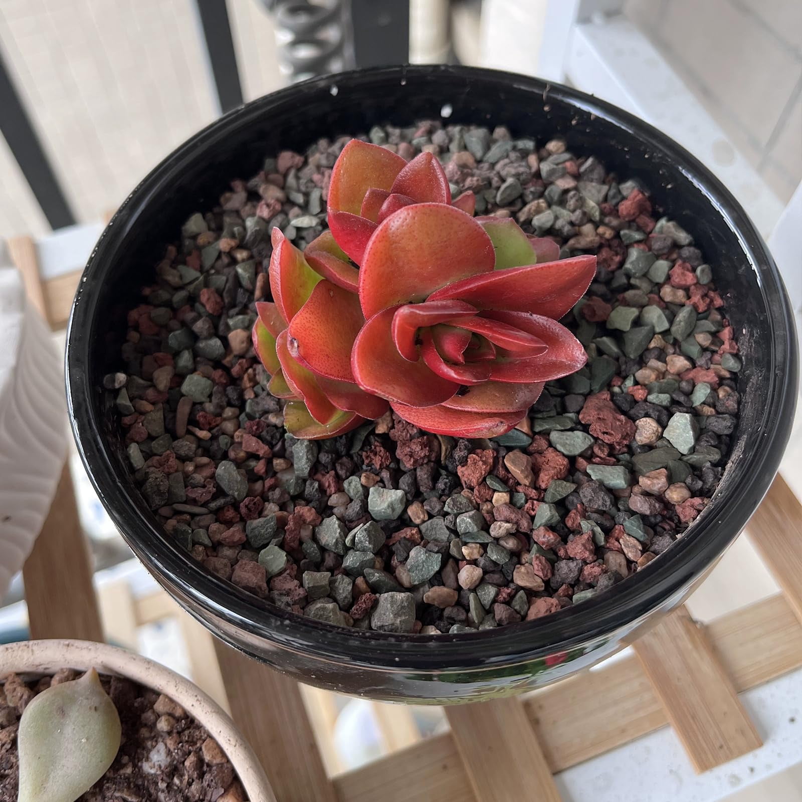 2.2lbs Succulent Cactus Soil 0.25inch Potting Mix Horticultural Lava Rocks Bonsai Soil for Indoor Plants Drainage Volcanic Rock for Terrarium Gardening Top Dressing