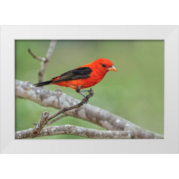 Jones, Adam 14x11 White Modern Wood Framed Museum Art Print Titled - Scarlet tanager-Rio Grande Valley-Texas