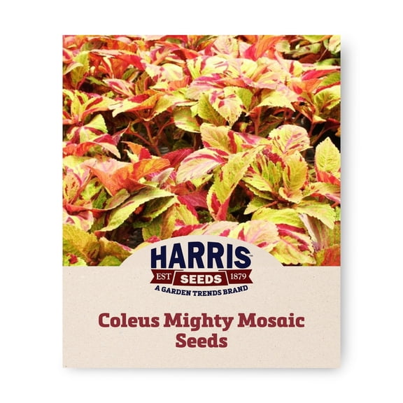 Harris Seeds Mighty Mosaic Coleus, Colorful Foliage Plant for Containers and Garden Beds, 100 Count