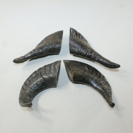 

4 Small Polished Goat Horns #9125 Natural colored