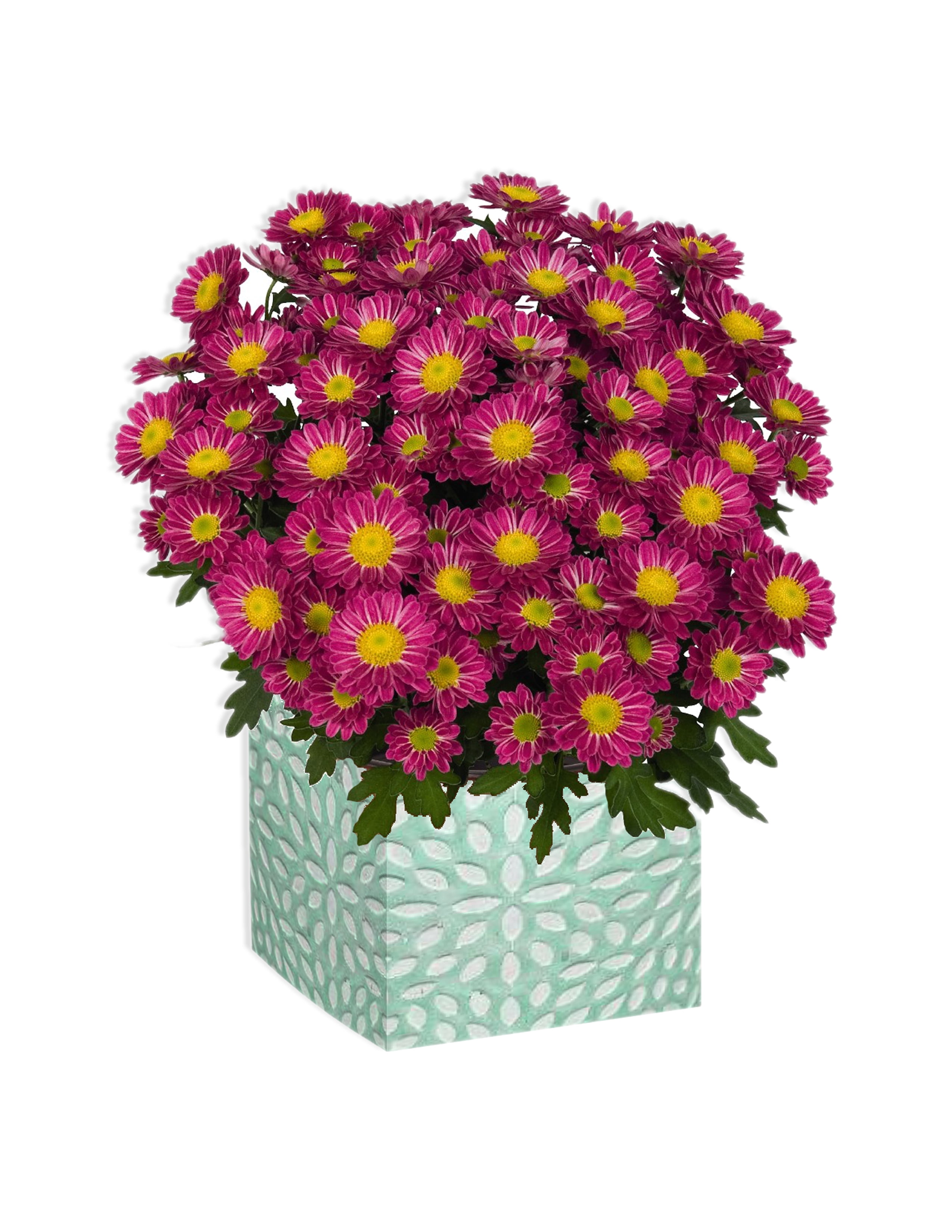walmart mothers day flowers