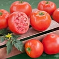 thumbnail image 3 of Bonnie Plants Bush Goliath Tomato 19.3 oz. 2-Pack, 3 of 10