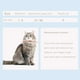 thumbnail image 2 of Teissuly Printed Collar Elizabeth Collar Buckle Hanging Accessories Teissuly WER202311214131, 2 of 3