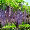 thumbnail image 2 of Brighter Blooms - Wisteria Tree, 4-5 ft. - No Shipping to AK, AZ, HI, OR, WI, 2 of 4