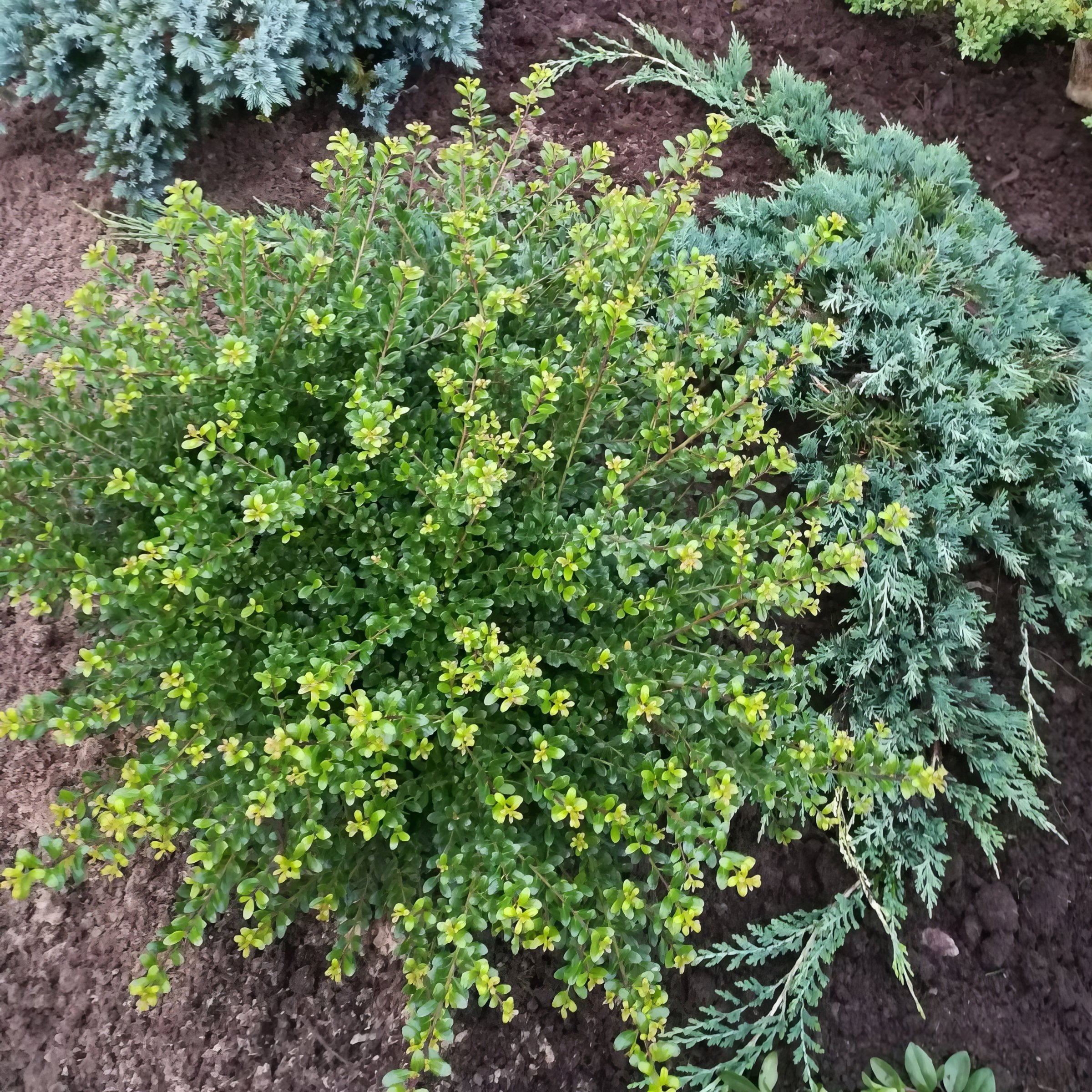National Plant Network 1 gal Holly 'Soft Touch' Live Shrub with Full Sunlight