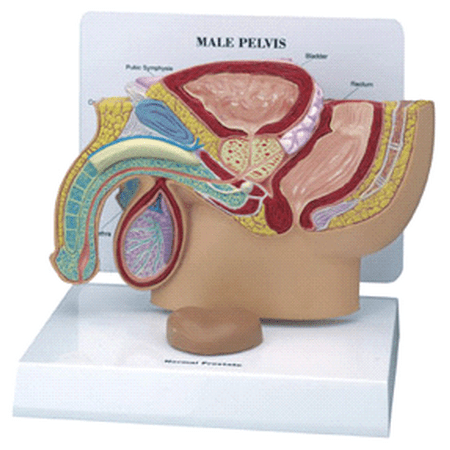 GPI Anatomical Male Pelvis Prostate Model #3550