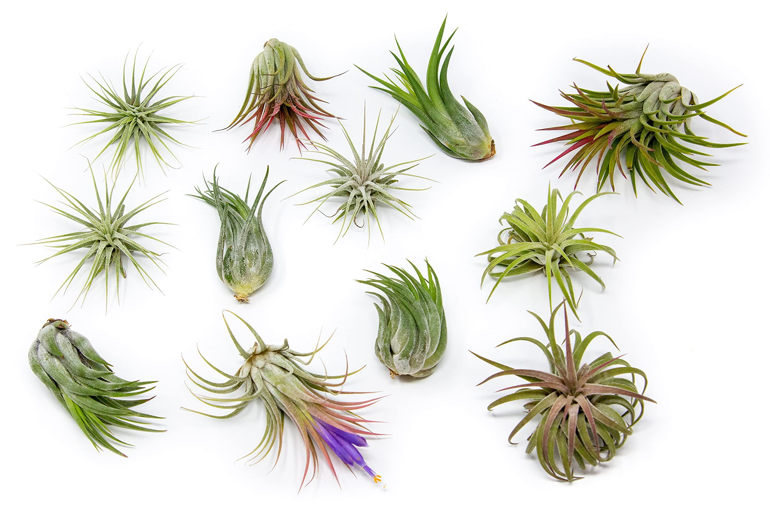 12 Pack Assorted Ionantha Air Plants Wholesale Bulk Live