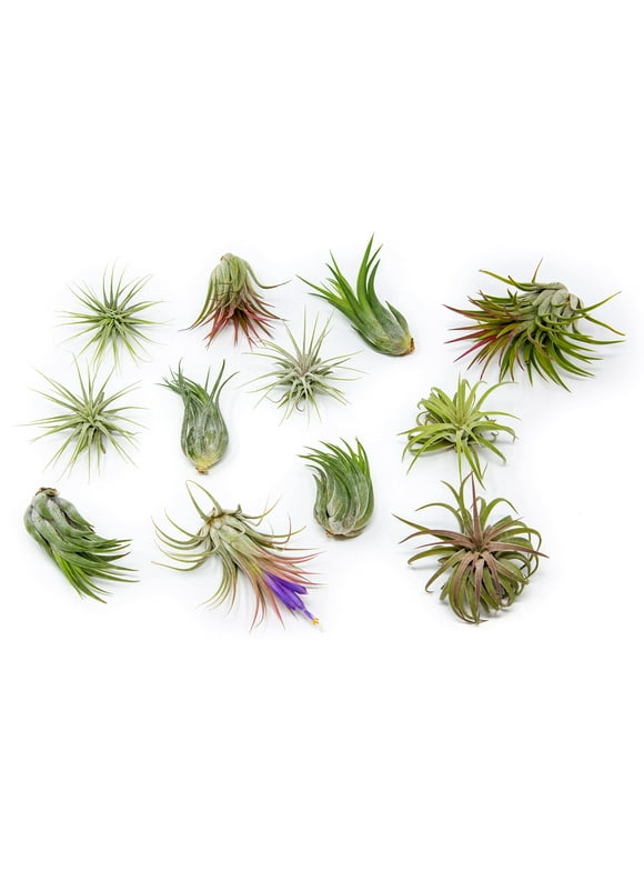 Indoor Plants in Live Plants