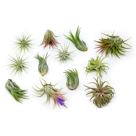 Air Plants Assorted Tillandsia Ionantha - Live Succulent House Plants - Available in Wholesale and Bulk - Home and Garden Decor - Easy Care Indoor and Outdoor Plants (Pack of 24)