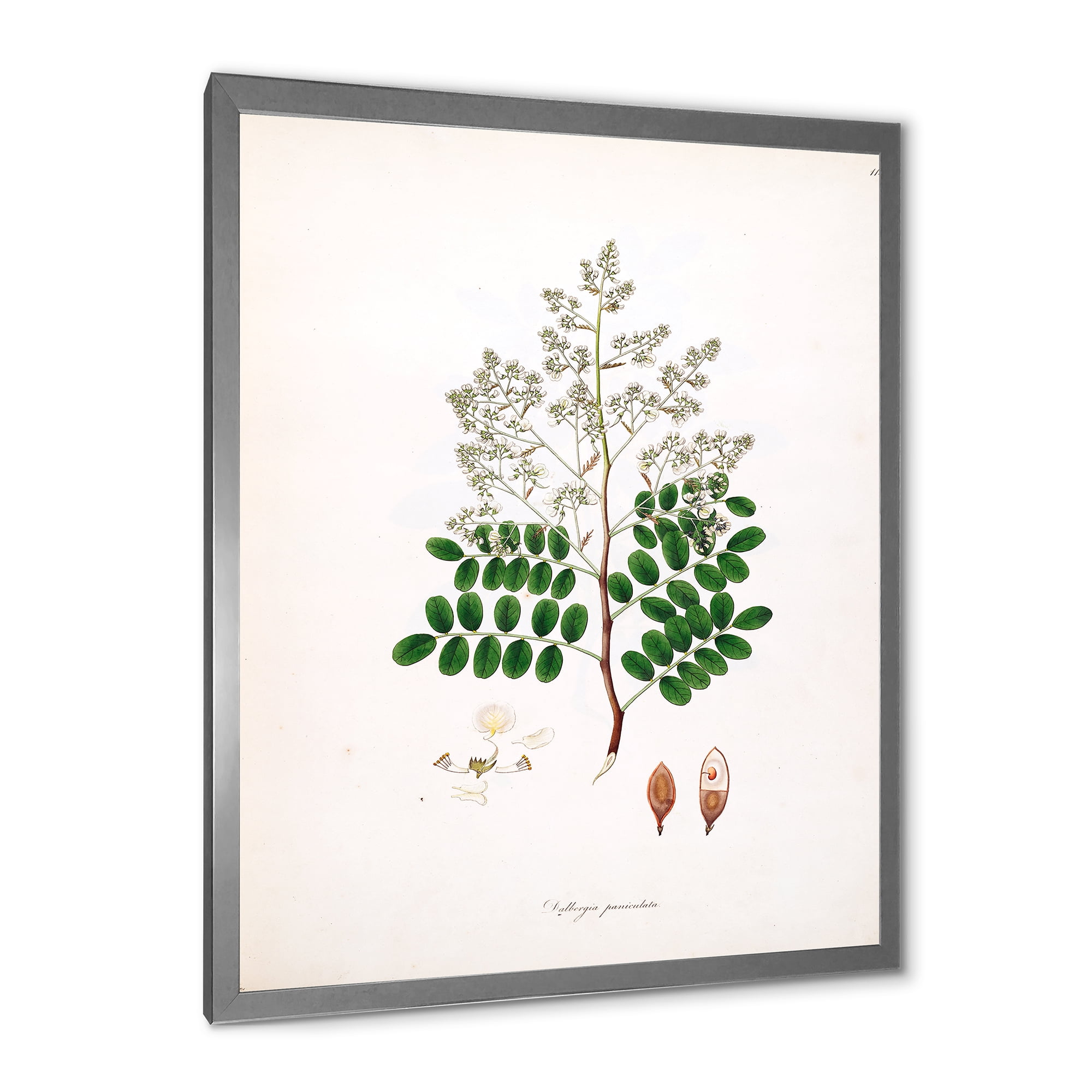 Designart 'Ancient Botanicals XII' Farmhouse Framed Art Print