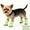 Green, variant on Waterproof Non-Slip Dog Boots 4-Pack, Twist-Lock Buckle & Cute Ears for Small Breeds, Rain Boots for Pets (Green, Two Yards 2.5~4.5kg)
