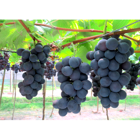 Kyoho Grape Vine Large Sweet Fruit Giant Mountain Grapevine Plant 1-2 Ft Tall Gal Pot