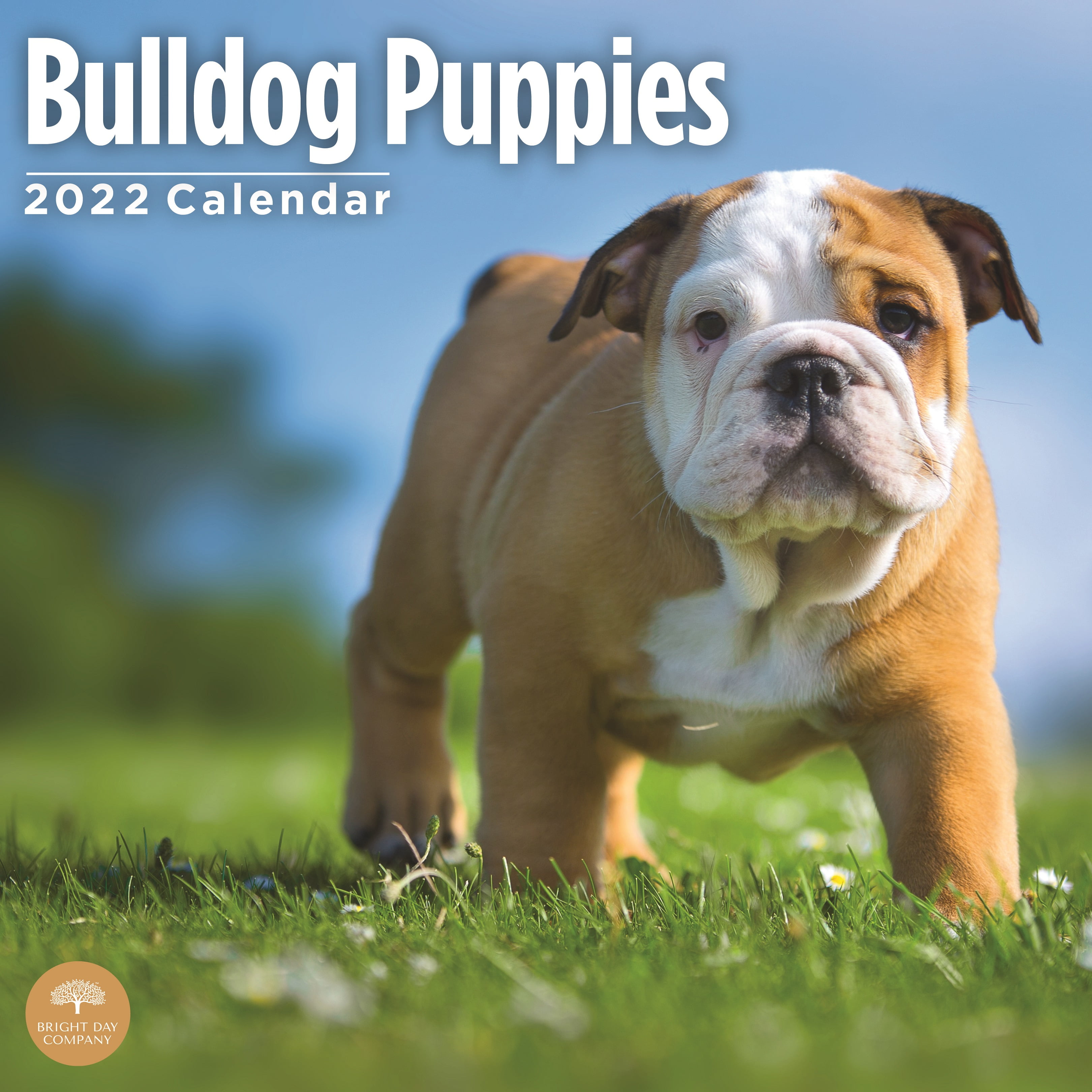 2022 Bulldog Puppies Wall Calendar By Bright Day, 12 X 12 Inch - Walmart.com