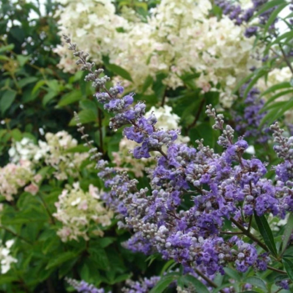 Expert Gardener 12-18 in. tall Purple Chaste Vitex Live Tree in 1-Gallon Grower Pot