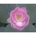 thumbnail image 2 of Christensen, Jim 14x12 Black Ornate Wood Framed with Double Matting Museum Art Print Titled - Blushing Lotus I, 2 of 4