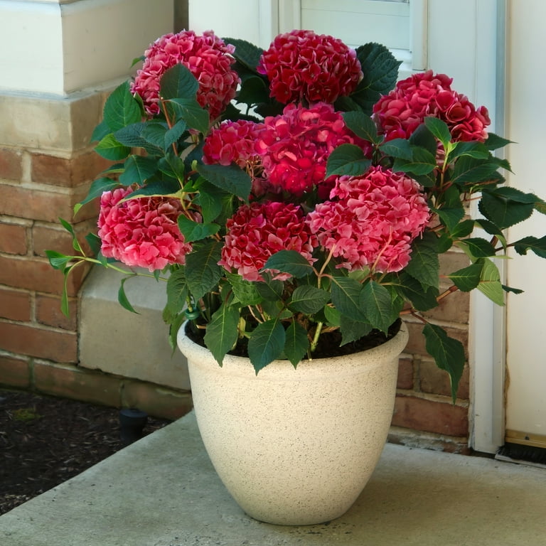 定番品】ドナルド・サルタン 「hydrangea in a green pot
