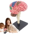 thumbnail image 3 of Human Brain Model | Anatomical Model Teaching Med Model with Display Base | Color-Coded Artery Brain, DIY Teaching Anatomy Model for Science Classroom Study Display, 3 of 9