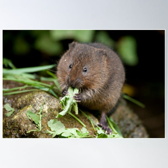 Water Vole Poster Wall Art, Modern Wall Decor For Living Room Bedroom, 8x12 UNFRAMED