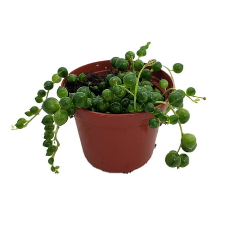 String of Pearls - Succulent - Curio rowleyanus - 2.5" Pot