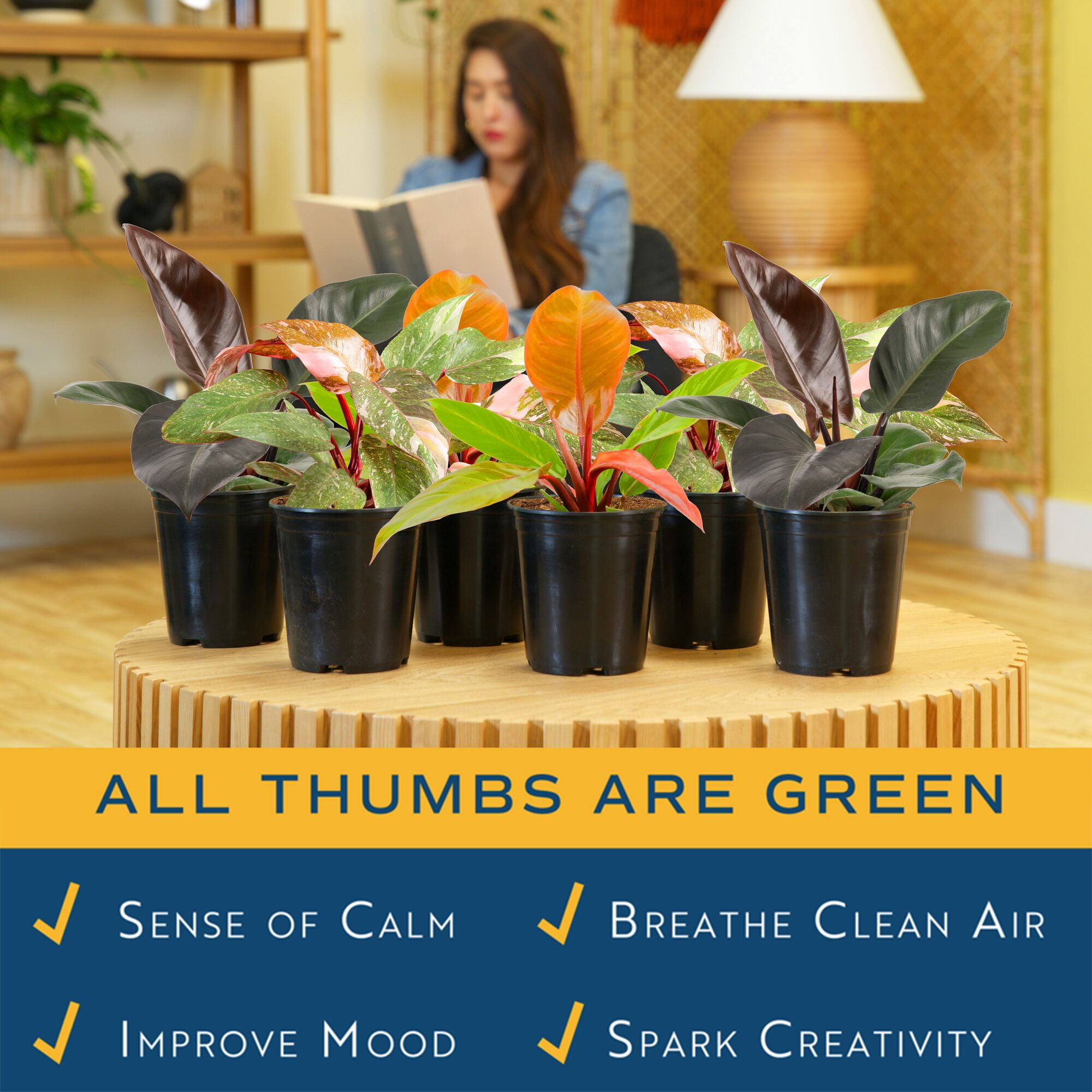 Costa Farms 12" Philodendron Grower's Choice Live House Plants in 5" Grower Pot (6 Count)
