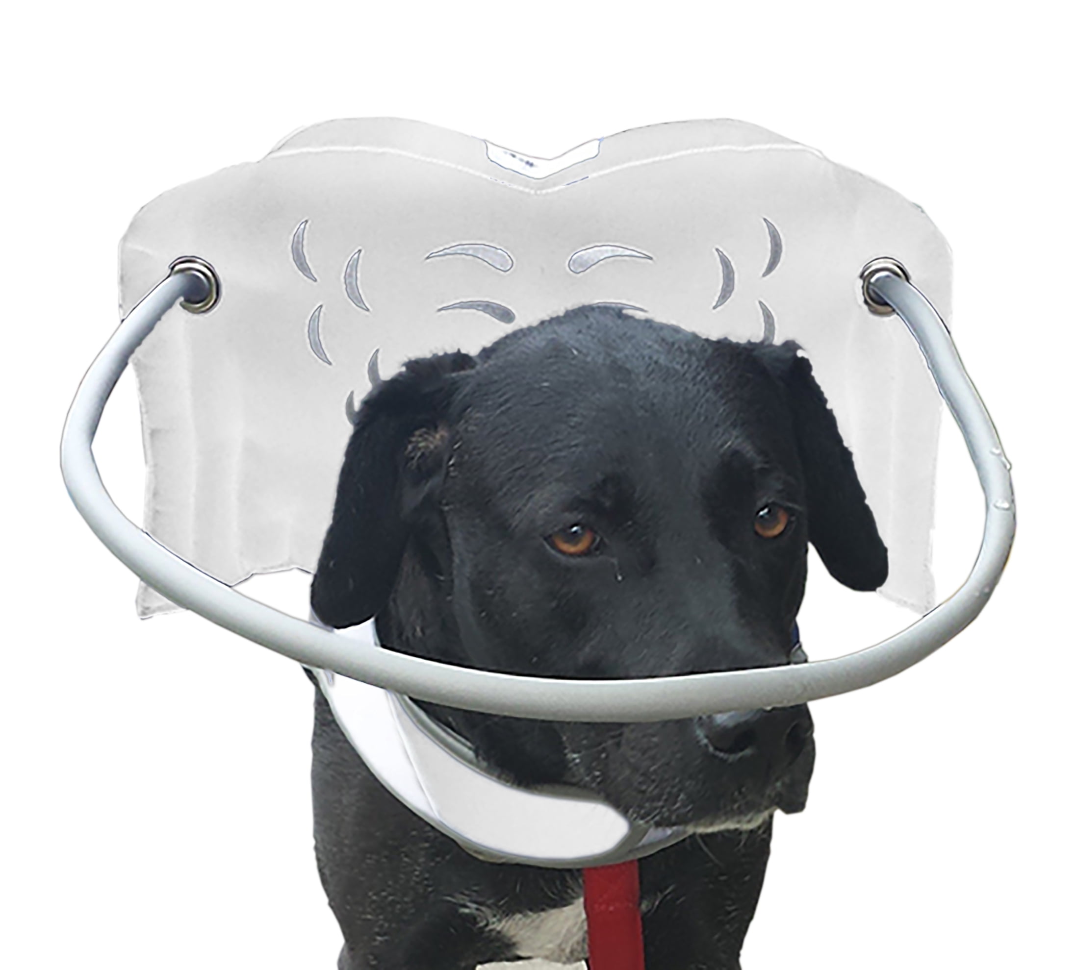 angel wings for blind dogs