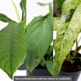 thumbnail image 2 of "Wild Interiors Live Indoor Plant 12"" Tall Fancy Philodendron Assorted 5"" Decorative Pot, 2 of 5